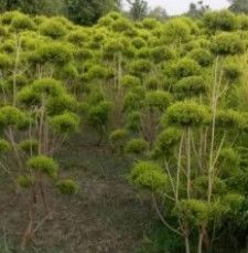 Golden Bottle Brush Topiary Plant For Garden