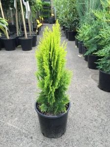 Green Golden Thuja Plant For Garden