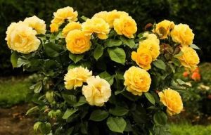 Hybrid Rose Plant, Color : White Fresh For Garden