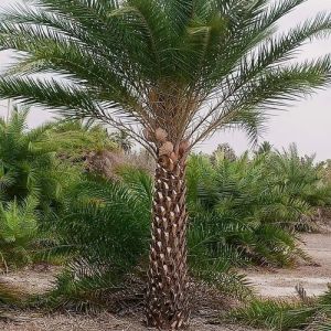 Landscaping Date Palm Trees, Color : Green For Fruits