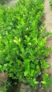 Pati Lemon Plant, Color : Green For Fruits