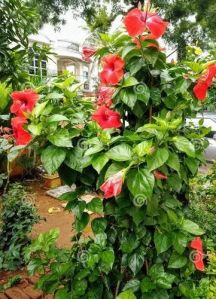 Red Hibiscus Flower Plant Fresh, Botanical Name : Dianthus For Garden