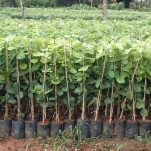 Sandalwood Plant Sapling For Agriculture