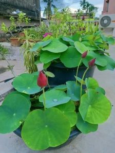 Water Lily Plant Fresh