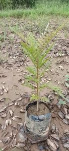 White Silver Plant, Color : Green For Garden