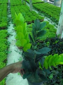 Zamioculcas Zamiifolia Plant