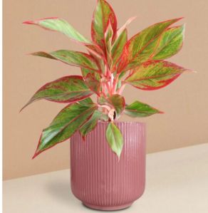 Aglaonema Red Lipstick Plant In Ceramic Pot (Large)