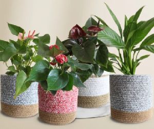 Air-purifying Flowering Plants Combo