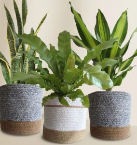 Air-purifying Plants Combo (xl Plants)