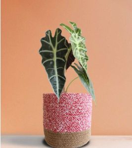 Alocasia Amazonica Large Plant