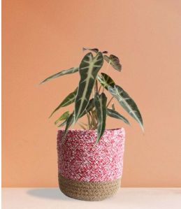 Alocasia Bambino Arrow Medium Plant