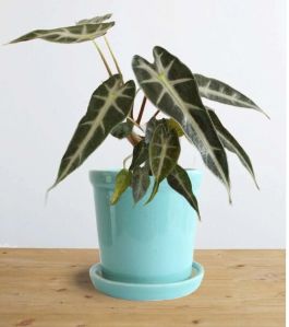 Alocasia Bambino Arrow (Small)