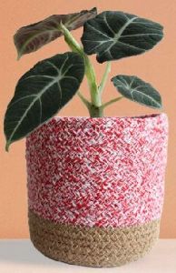 Alocasia Black Velvet Medium Plant