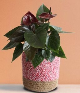 Anthurium Chocolate Medium Plant