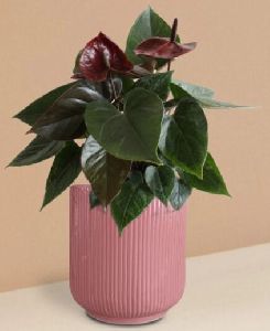 Anthurium Chocolate Plant In Ceramic Pot (medium)