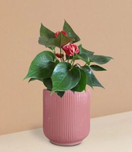 Anthurium Mini Red Plant In Ceramic Pot (Medium)