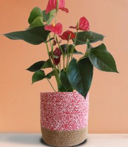 Large Anthurium Red Plant