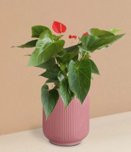 Anthurium Red Plant In Ceramic Pot (Medium)