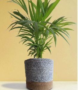 Areca Palm X-large Plant