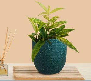 Bamboo Gold Dust Plant (Small) In Eco Pot
