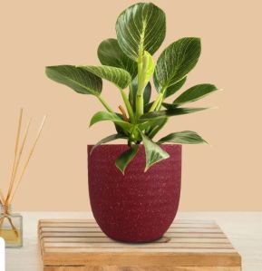 Birkin Philodendron Plant (Small) In Eco Pot