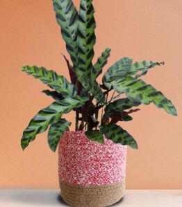 Large Calathea Rattlesnake Plant