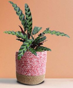 Calathea Rattlesnake Medium Plant