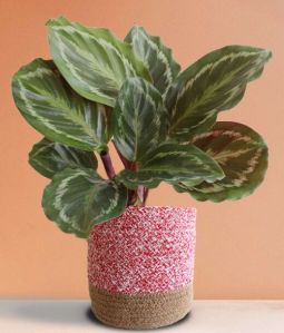 Calathea Roseopicta Medallion (large)