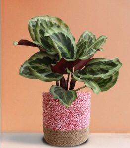 Calathea Roseopicta Shinestar Large Plant