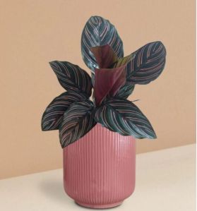 Calathea Sanderiana Plant In Ceramic Pot (large)