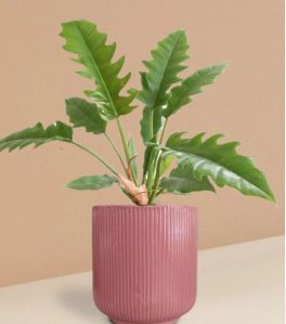 Chamaedorea Palm Plant In Ceramic Pot (medium)