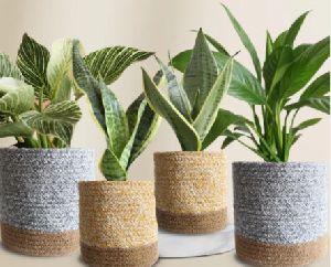 Classy Air-purifying Bedroom Plants Combo