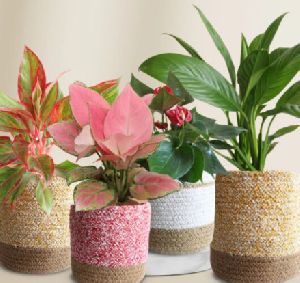 Colorful Air-purifying Plants Combo For Bedroom