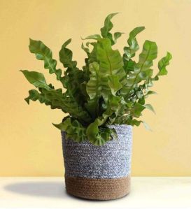 Crispy Wave Fern X-large Plant