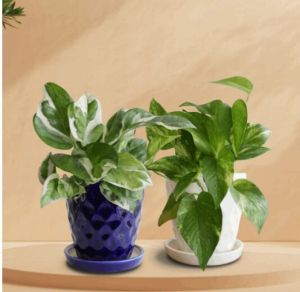 Elite Pothos Duo Plant