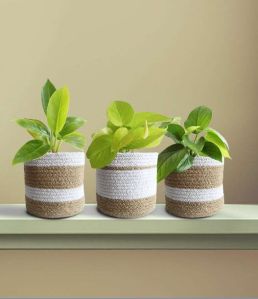 Glowing Green Combo Indoor Plant