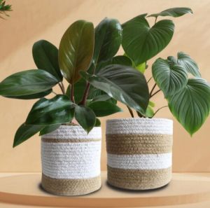 Homa Philo Love Indoor Plant