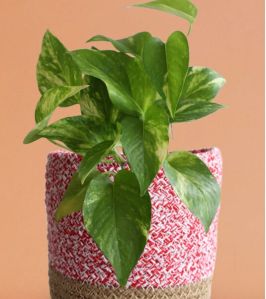 Money Plant Gold King (Medium)