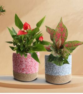 Paint It Red Indoor Plant