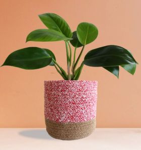 Philodendron Millions Large Plant