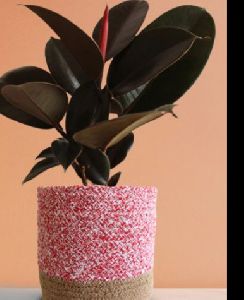 Rubber Plant Burgundy (Large)