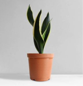 Snake Plant Black Jack (Medium)