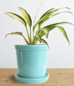 Spider Plant Golden (Small)