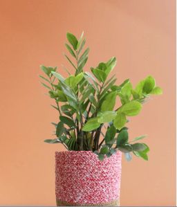 Zz Green Large Plant