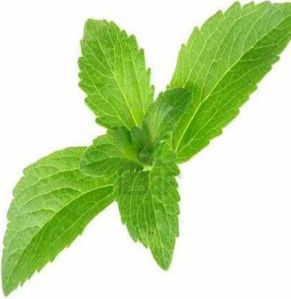 Common Stevia Leaf, Color : Green, Packaging Type : Loose Packaging