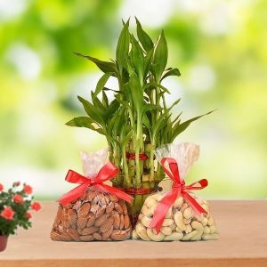 Almonds Cashews Bamboo Plant Gift Items