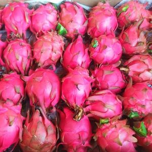 Dragon Fruit