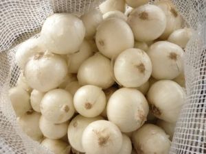 Fresh White Onion, Packaging Size : 20kg