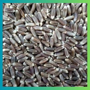 Black Wheat Seed, Certification : Iso 9001:2008