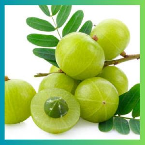 Fresh Amla